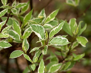Fototapeta na wymiar Weigela Florida variegata ornamental leaves in summer garden.