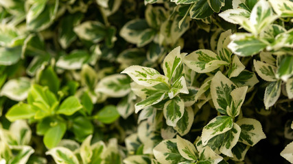 Weigela Florida variegata ornamental leaves in summer garden.