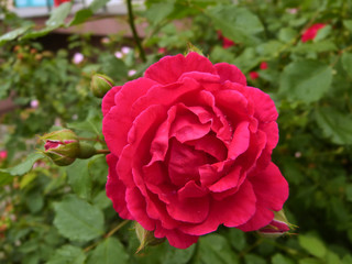 Beautiful flowers bloomed in early summer in the city park.