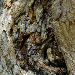 Rough weathered tree bark. Abstract wooden background.