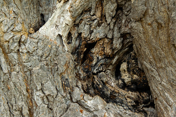 Rough weathered tree bark. Abstract wooden background.