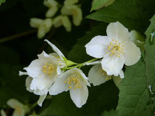 Beautiful flowers bloomed in early summer in the city park.
