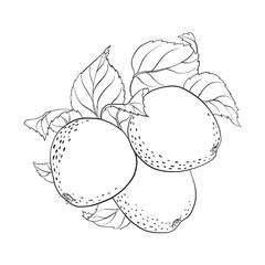 vector drawing apples