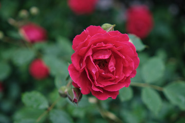 Beautiful flowers bloomed in early summer in the city park.