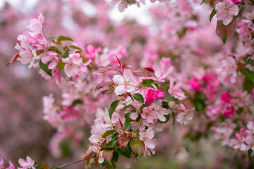 branches of bright pink flowering Apple tree