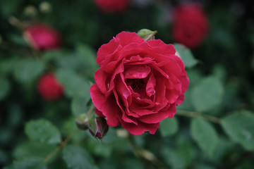 Beautiful flowers bloomed in early summer in the city park.