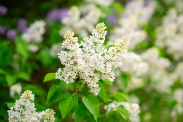blooming white lilac bush in spring