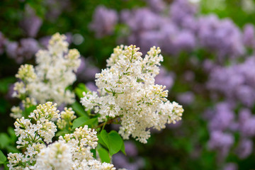 blooming white lilac bush in spring