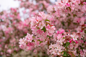 branches of bright pink flowering Apple tree