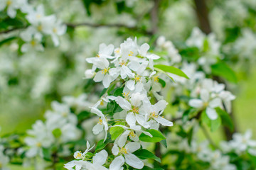 Obraz na płótnie Canvas branches of white flowering Apple tree
