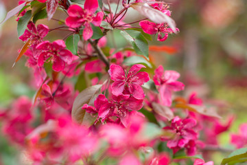 branches of bright pink flowering Apple tree