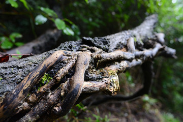 árbol, naturaleza, bosque, madera, verde, raíz, raíz, sucursal, cofres, musgo, fábrica, corteza, viejo, logs, nativo, árbol, hojas, madera, muerto, con textura, café, aparcar