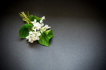 bouquet of beautiful garden white violets on a black