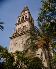 Fototapeta na wymiar Exterior of The Mezquita, Cordoba with Orange trees