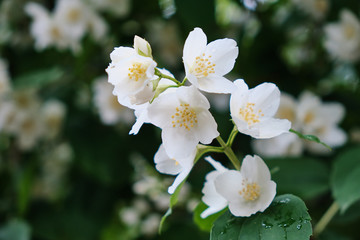 Beautiful flowers bloomed in early summer in the city park.