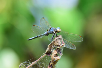 Macro summer blue dragonfly Orthetrum brunneum on dry leaf