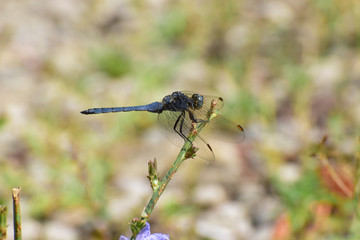 Close-up of resting blue male Orthetrum brunneum on grass