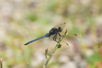 Close-up of summer blue male Orthetrum brunneum on grass