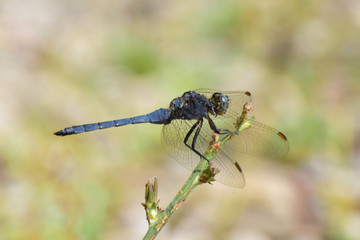 Macro of summer blue male Orthetrum brunneum on grass
