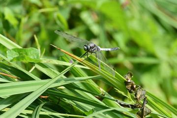 Close-up of resting blue dragonfly Orthetrum cancellatum