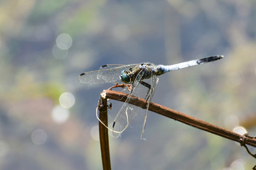 Macro of blue male dragonfly Orthetrum cancellatum on stalk