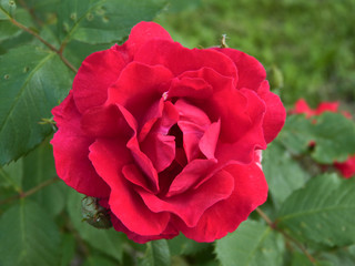 Beautiful flowers bloomed in early summer in the city park.