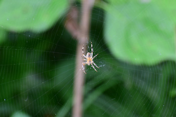 Macro of small crosshorse spider of genus Araneus