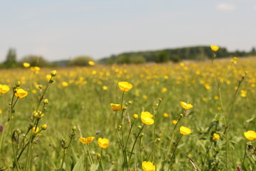 Obraz premium large meadow with yellow buttercups in zeeland, holland in spring