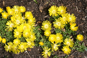 Mittagsblumen
