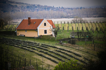 Nice rural landscape - house, vineyard, levander field