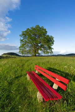 red seat bench on green spring mradow wizh a huge tree in Background