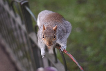 Peque&ntilde;a ardilla subida a una barandilla