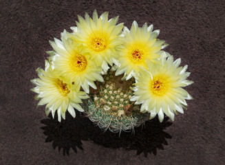 Fototapeta na wymiar a parodia concinna notocactus apricus viewed from the top showing five dark yellow flowers above the plant with the cactus plant visible under the flowers