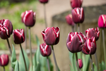 Tulpen