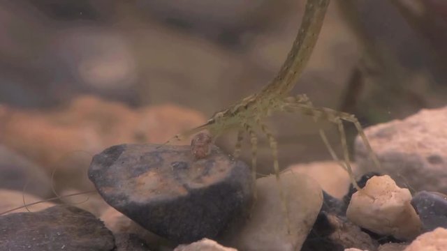 Damselfly larvae hunting mayfly larvae 1140 1