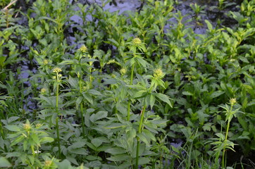 Kozłek lekarski, pąki kwiatowe, przed kwitnieniem, Valeriana officinalis © Ewa