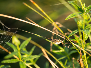 Spider web in the morning