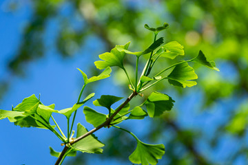 Fototapeta na wymiar Close-up brightly green leaves of Ginkgo tree (Ginkgo biloba), known as ginkgo or gingko in soft focus against background of blurry foliage and blue sky