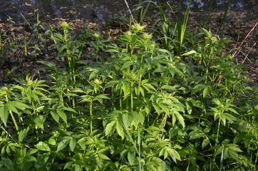 Kozłek lekarski, pąki kwiatowe, przed kwitnieniem, Valeriana officinalis © Ewa
