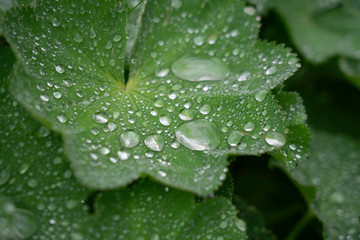 green leafs with water drops