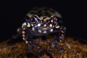 Tukeit hill frog (Allophryne ruthveni)