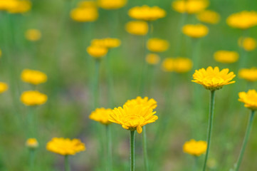 yellow flowers on a green background