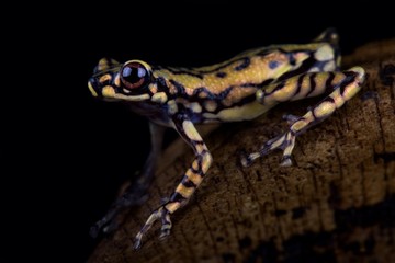 Tukeit hill frog (Allophryne ruthveni)
