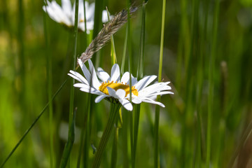 Margeriten in der Wiese