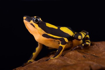 Stumpfoot toad (Atelopus hoogmoedi).