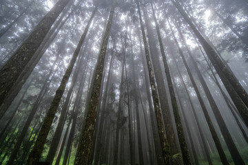 Fototapeta na wymiar Cypress Tree Crowns with Sun Shining Through Misty Forest in Alishan Scenic Area, Taiwan