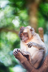 Fototapeta na wymiar Macaque, Phuket, Thailand