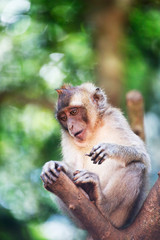 Macaque, Phuket, Thailand