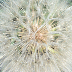dandelion texture, top view