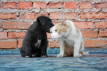 A puppy whispers in the cat's ear. Dog playing with a cat's ear.  - 271644740